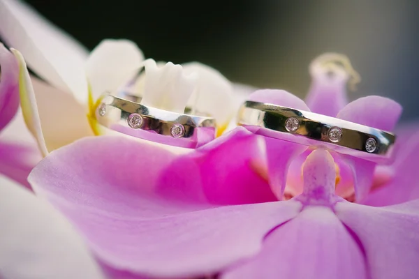 Wedding rings with pink orchid — Stock Photo, Image