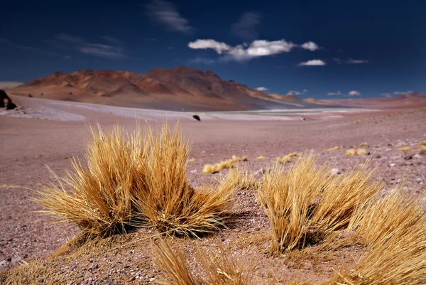 Altiplano çim paja brava salar aguas calientes ve cerro losloyo yakın — Stok fotoğraf
