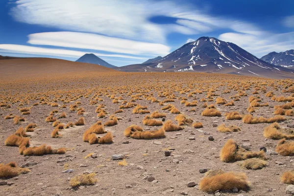 Altiplano grama paja brava perto do vulcão Miscanti, deserto Atacama, Chile — Fotografia de Stock
