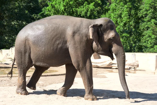 Elephant in zoo — Stock Photo, Image