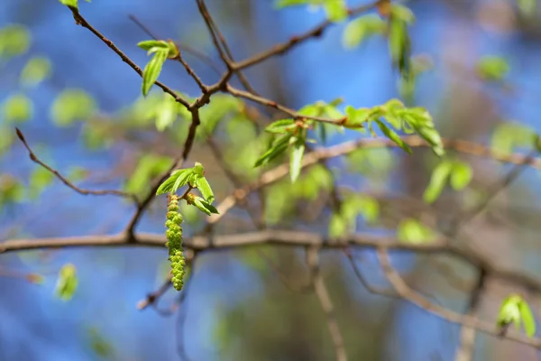 Yaprak bud Birch mavi gökyüzü arka plan, tomurcuk odaklanmak — Stok fotoğraf