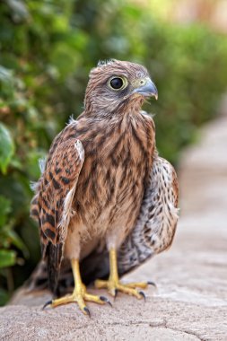 Fledgeling of eagle osprey, Egypt clipart