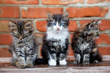 Three kittens on bricks background clipart