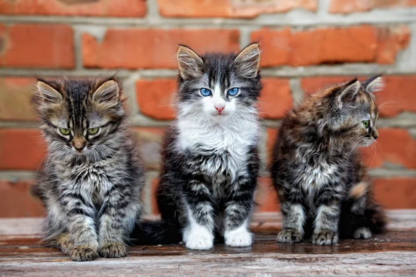 Three Kittens Bricks Background — Stock Photo, Image