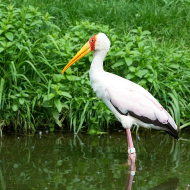 African bird yellow-billed stork, (mycteria ibis) clipart