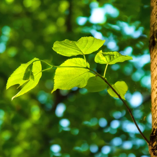 Jarní Pozadí Zelenými Listy Lípa — Stock fotografie