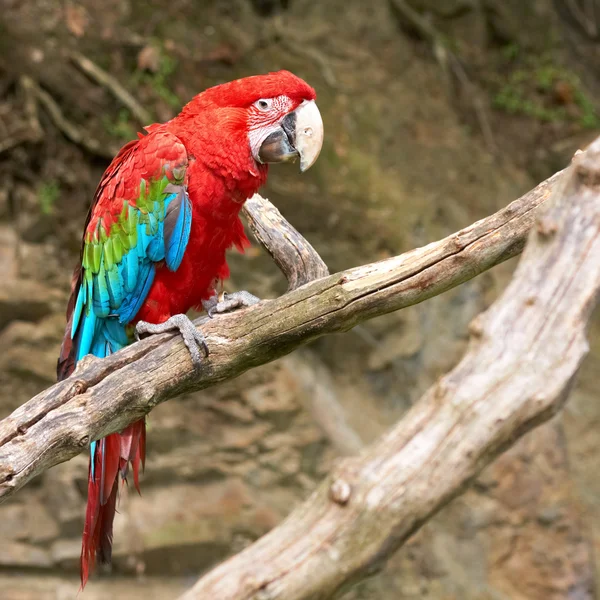 Macaw no ramo — Fotografia de Stock