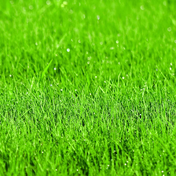 Groen gras achtergrond met ondiepe dof — Stockfoto