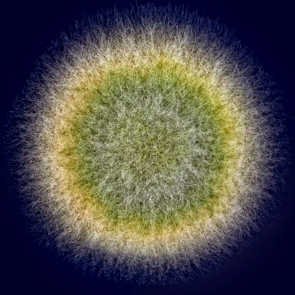 Makroaufnahme eines unscharfen grünen Schimmelpilzes — Stockfoto