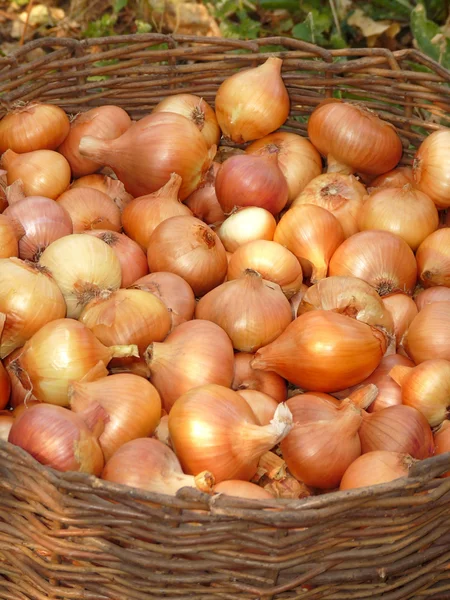 Zwiebeln im Weidenkorb — Stockfoto