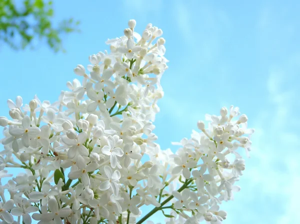 White lilac on a background of beautiful blue sky — Stock Photo, Image