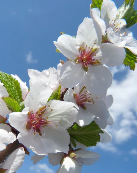 Sprig of flowering Japanese cherry on a background of beautiful blue sky — Stock Photo, Image