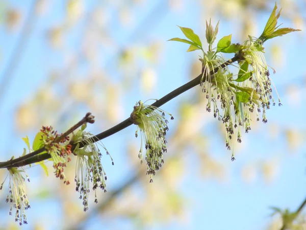 stock image Spring sprig of maple on the background of a beautiful blue sky