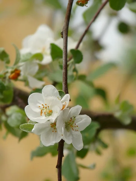 Flowering twig of apple. Macro — Stock Photo, Image