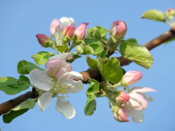 Een prachtige appel bloesem tegen de blauwe hemel — Stockfoto
