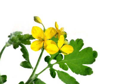 St. John's wort flowering isolated on white clipart