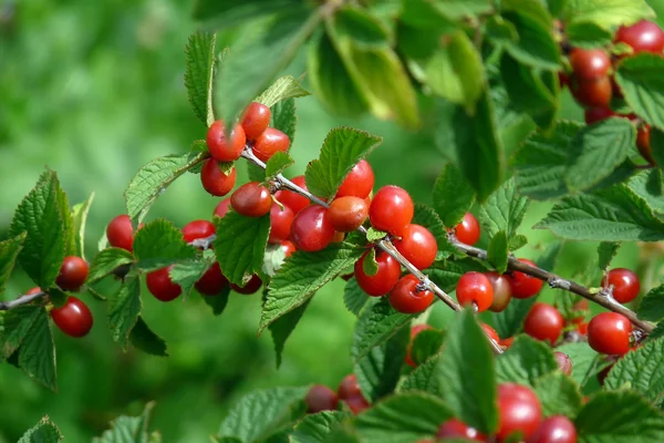 Sprig Felt Cherry Ripe Berries — Stock Photo, Image