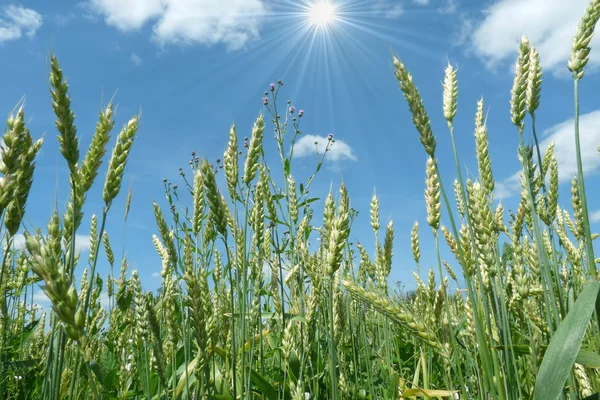 Wheat Ears Backdrop Beautiful Sky — Stock Photo, Image
