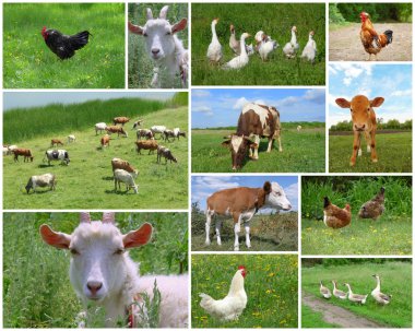 Farm animals and birds, collage clipart