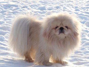 Beyaz kar üzerinde beyaz pekingese