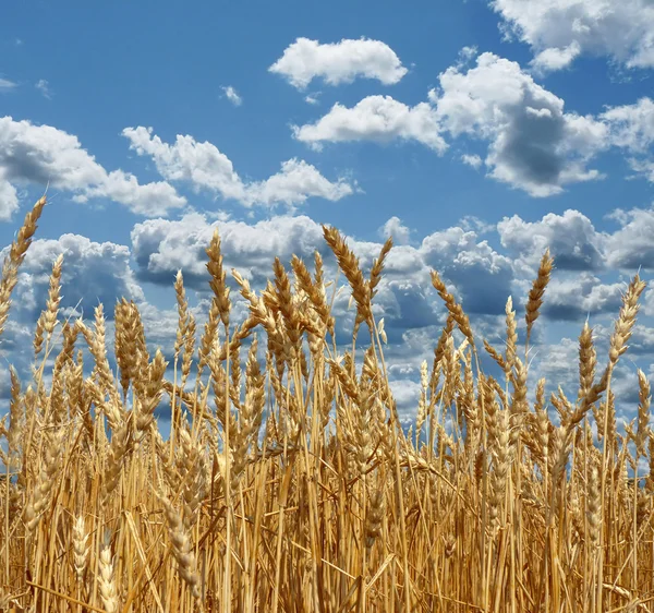Ripe wheat against the backdrop of a beautiful sky — Stock Photo, Image