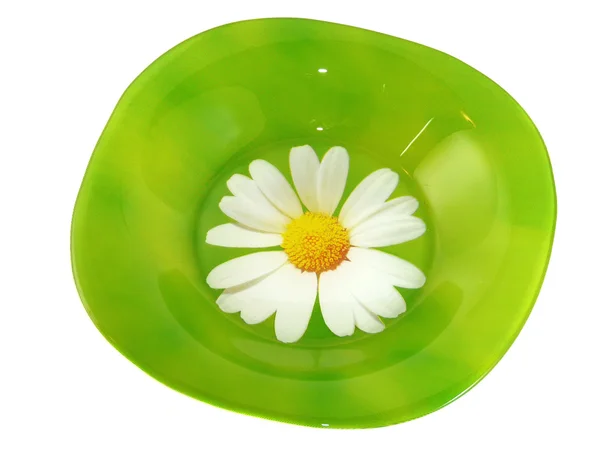 Green plate with daisies isolated on white background — Stock Photo, Image