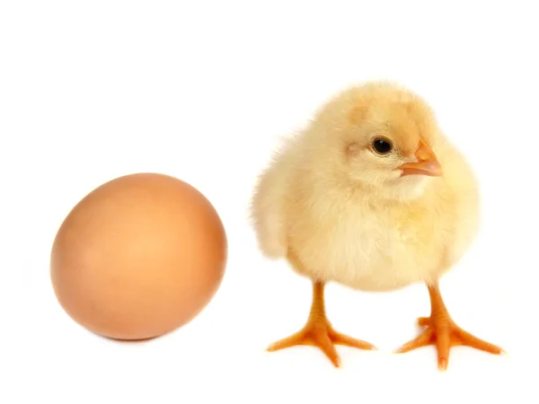 Pollo Uovo Isolato Sfondo Bianco — Foto Stock
