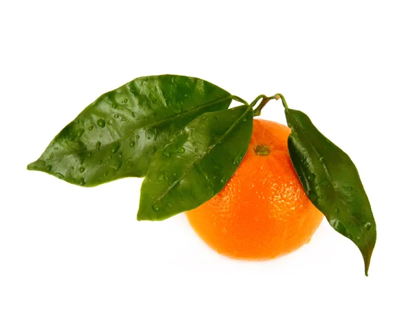 Tangerines Leaves Isolated White Background — Stock Photo, Image