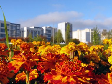 Şehir flowerbed. bir arka plan üzerine güzel çiçekler