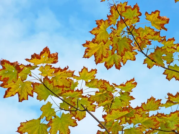 Autunno foglie d'acero contro il cielo — Foto Stock