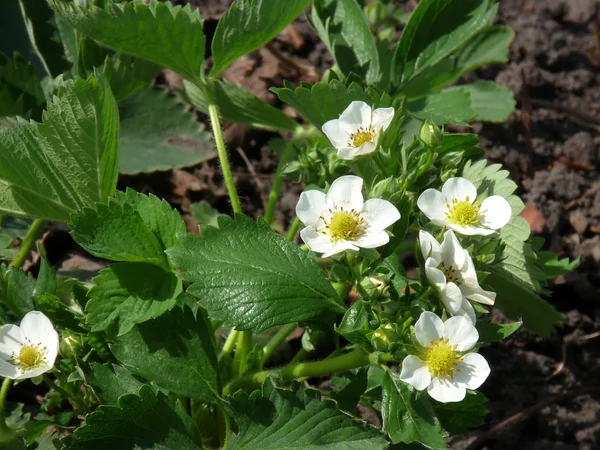 stock image Blooming garden strawberries. Growing grapes in the open field