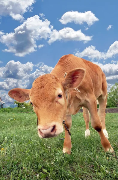 stock image Beautiful red calf in a meadow on the background of the cloudy sky