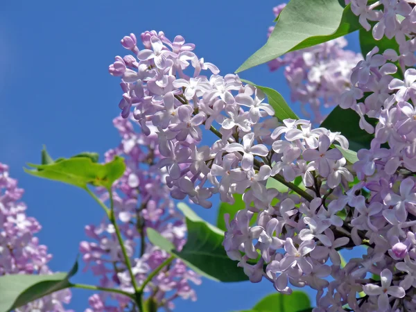 Sprig of lilac blossoms against the blue sky — Stock Photo, Image