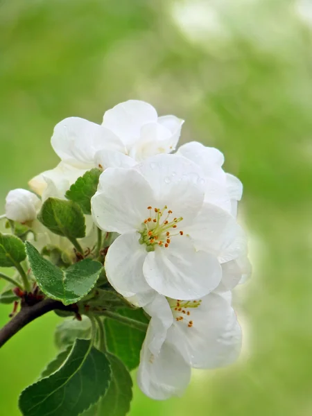 Snítka apple květu. jaro makro — Stock fotografie