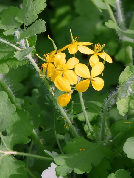 stock image Blooming celandine. Medicative herb