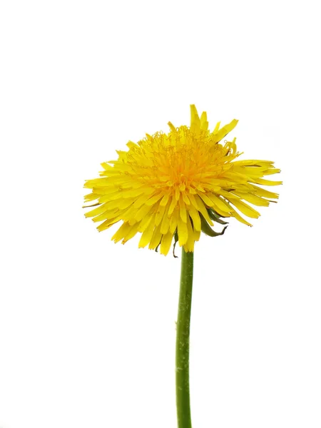 stock image Yellow dandelion isolated on a white background