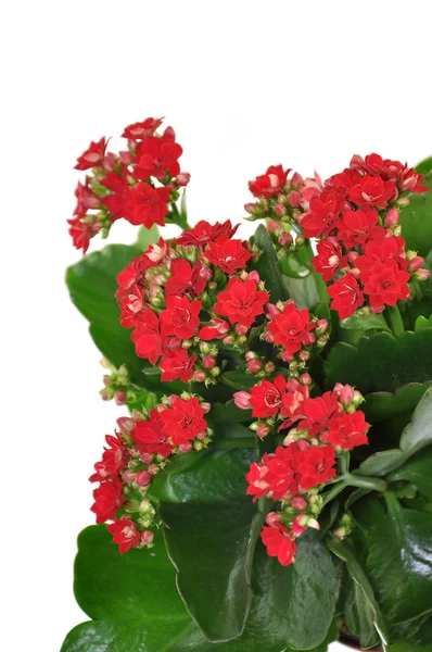 Blooming Kalanchoe isolated on a white background — Stock Photo, Image