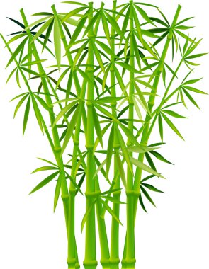 Bamboo clipart