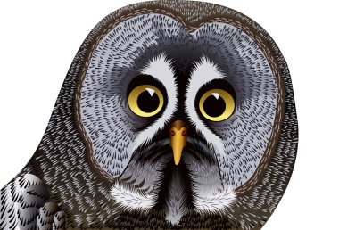 Owl’s head clipart