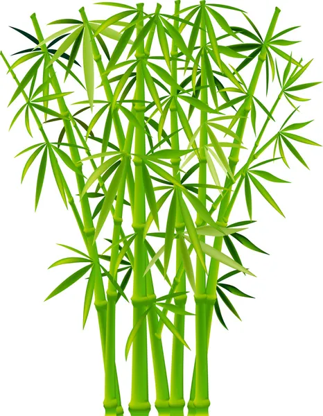 Bambu — Vetor de Stock