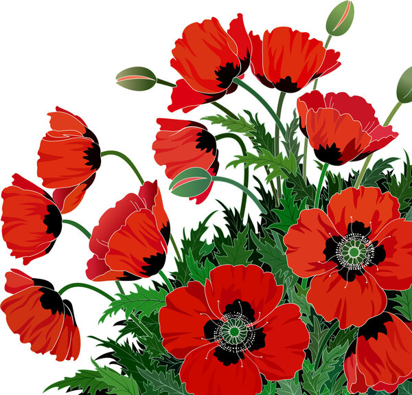 Vector illustration of red poppies