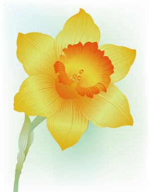 Narcissus clipart