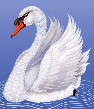White swan clipart