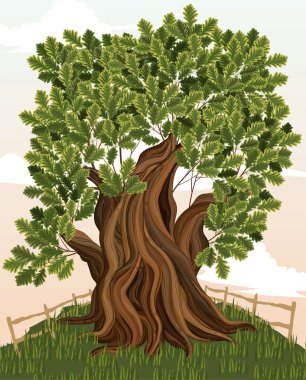 Oak tree clipart