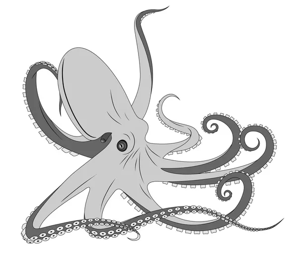 Octopus, tato - Stok Vektor