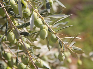 Olive branch clipart