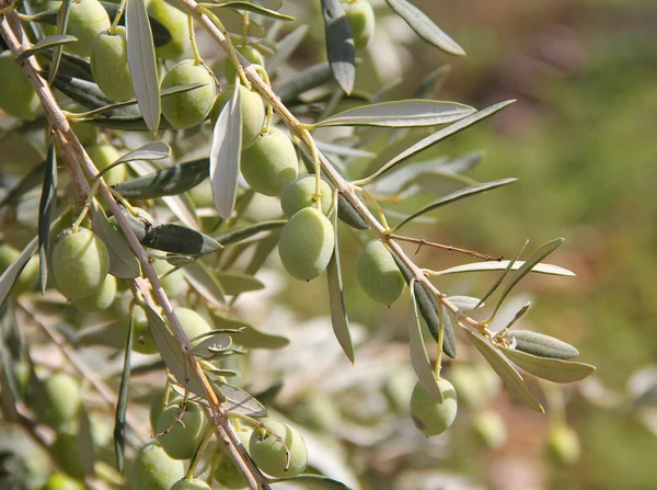Olivová ratolest — Stock fotografie