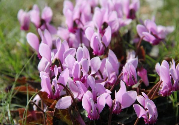 stock image Rich spring flowers