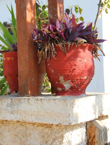 stock image Flower in antique amphora