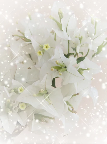 stock image Invitation with bouquet of white flowers(bougainville)